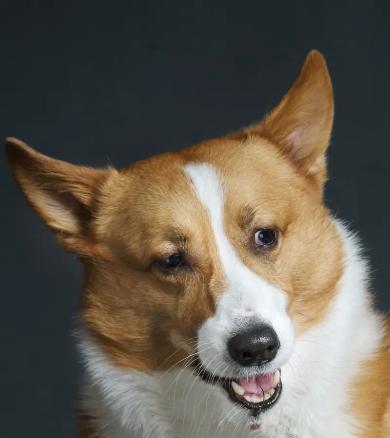 Cheddar, Assistant